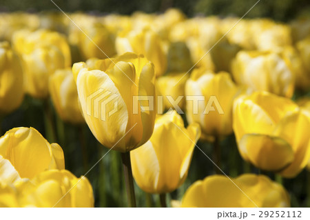 Tulips , the flowers in the garden , early spring Tulips , the flowers in the garden , early spring 29252112