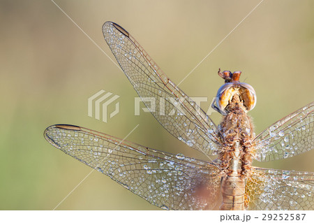 dragonfly in close up 29252587