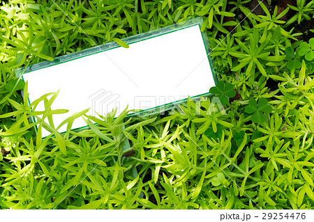 empty white placard small green sedum plant. 29254476