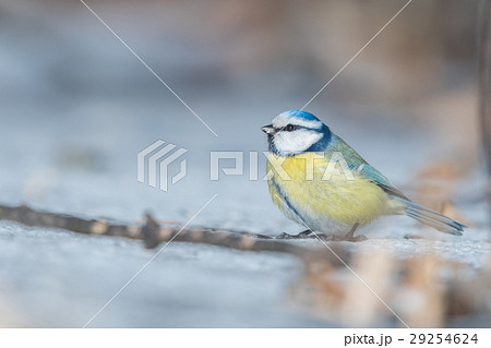 Eurasian Blue Tit (Parus caeruleus). 29254624