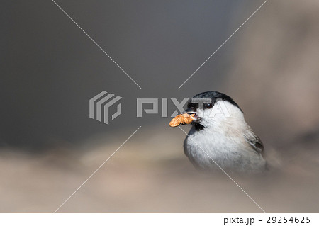 The marsh tit (Poecile palustris) with a nut 29254625