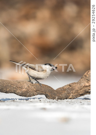 The marsh tit (Poecile palustris) 29254626