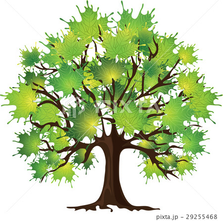 Maple tree on white 29255468
