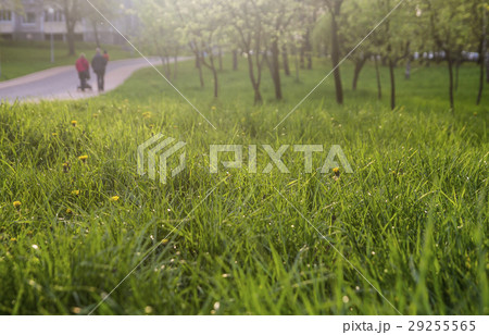 Fresh green grass background. Natural texture. Fresh green grass background. Natural texture. 29255565