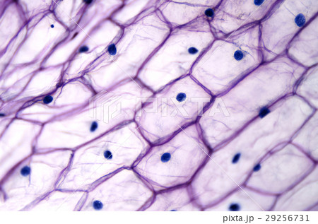 Onion epidermis with large cells under microscope 29256731