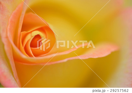 Beautifu yellow rose flower Beautifu yellow rose flower 29257562