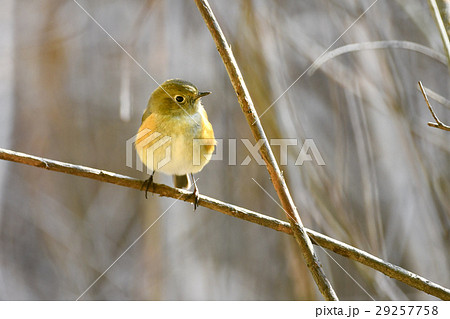 ルリビタキの雌 ルリビタキの雌 29257758
