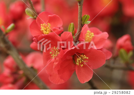 自然 植物 ボケ、春先に美しい花を咲かせます。多くの園芸品種があるようです② 自然 植物 ボケ、春先に美しい花を咲かせます。多くの園芸品種があるようです② 29258082