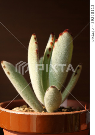 カランコエ／月兎耳 29258113