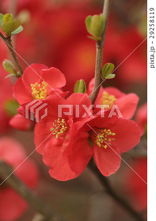 自然　植物　ボケ、春先に美しい花を咲かせます。多くの園芸品種があるようです① 29258119