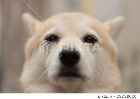 悲しい表情の犬 29258620