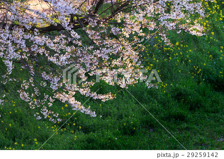流川　桜並木 29259142