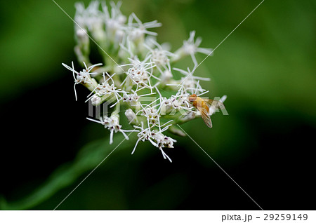 シマバエとフジバカマ 29259149