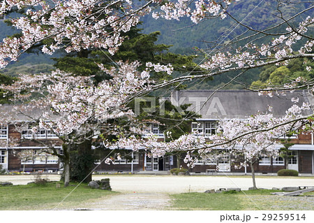 秋月 桜 秋月 桜 29259514