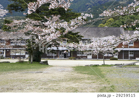 秋月 桜 秋月 桜 29259515