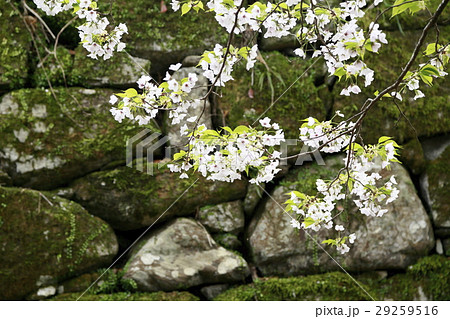 秋月　桜 29259516