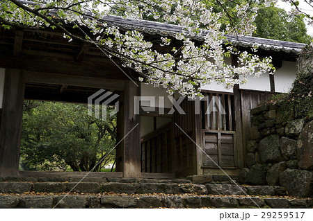 秋月　桜 29259517
