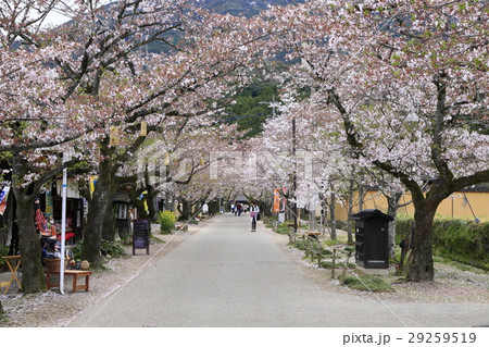 秋月　桜 29259519