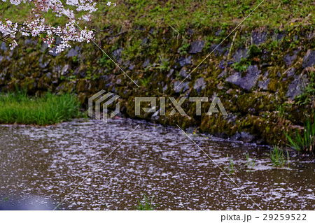 秋月 桜 秋月 桜 29259522
