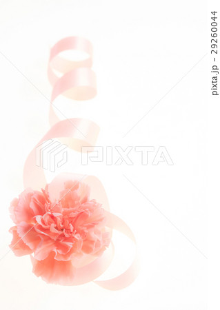 カーネーションとりぼんクルクル 29260044