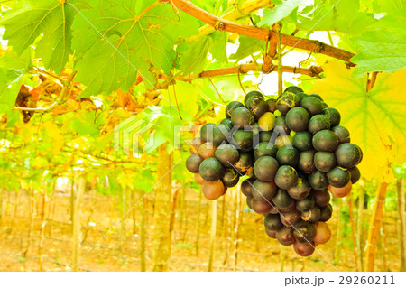 Fresh black grapes on tree Fresh black grapes on tree 29260211