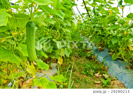 Cucumber on tree in the garden 29260213