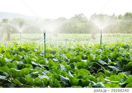 sprinkler irrigation in cauliflower field sprinkler irrigation in cauliflower field 29260240