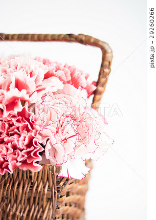 カーネーションアレンジ・ママﾝシェリー 29260266