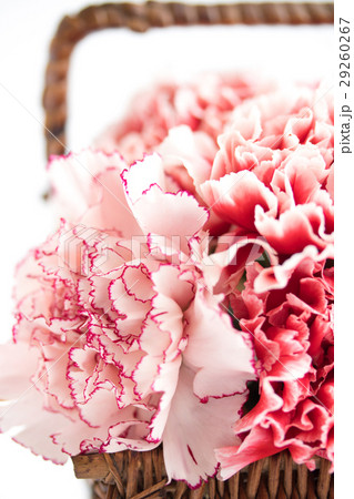 カーネーションアレンジ・ママﾝシェリー 29260267