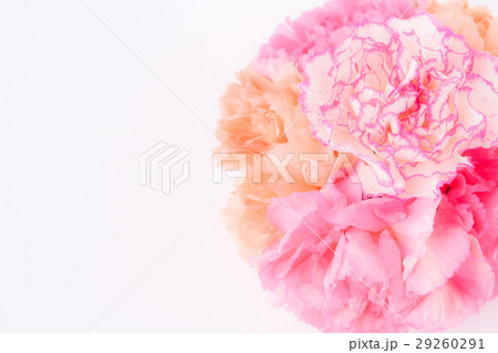 カーネーションアレンジ・イノセント 29260291