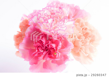 カーネーション 29260347