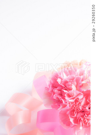 カーネーションとリボン 29260350