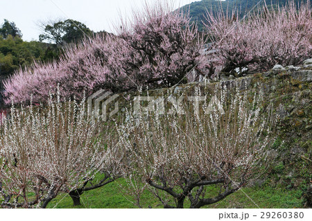 普光寺 臥龍梅 普光寺 臥龍梅 29260380