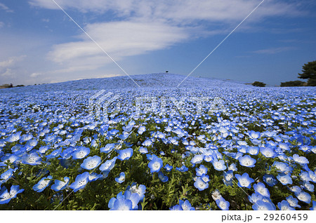 ネモフィラ ネモフィラ 29260459