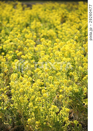 たつの市の菜の花畑 29260477