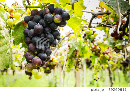 Black grapes in vineyard before harvest 29260611