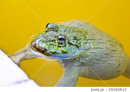 Edible frog in pond close up Edible frog in pond close up 29260612