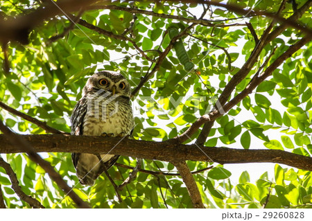 Spotted Owlet (Athene Brama) is on the tree. Spotted Owlet (Athene Brama) is on the tree. 29260828