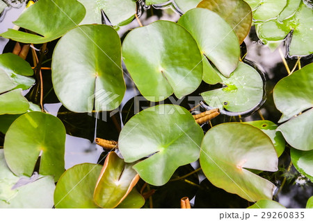 Lotus leaves in the pond Lotus leaves in the pond 29260835
