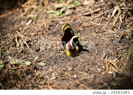 座禅草、ダルマソウ 座禅草、ダルマソウ 29261065