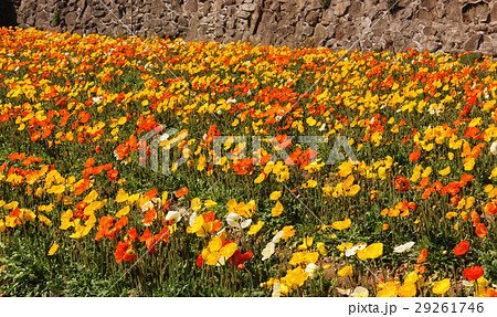 鮮やかな色の満開のポピー(3) 鮮やかな色の満開のポピー(3) 29261746