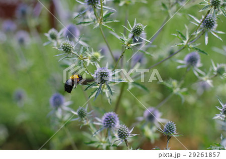 クマバチとＳｅａＨｏｌｌｙ　 29261857