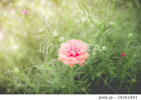 Beauty of pussley flower or Moss Rose 29261891