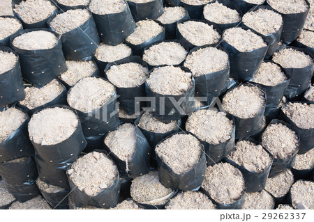 Soil in bags propagated 29262337