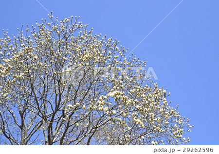 ハクモクレン（白木蓮） 29262596