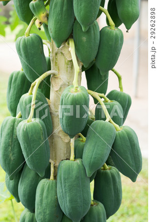 papaya tree with fruits. papaya tree with fruits. 29262898