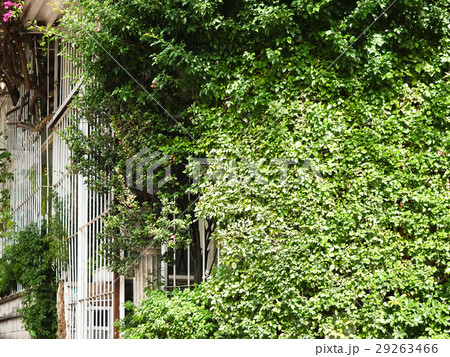 ブーゲンビリア ブーゲンビレア イカダカズラ 29263466