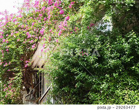 ブーゲンビリア ブーゲンビレア イカダカズラ 29263477