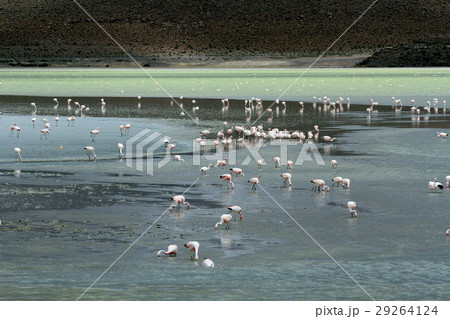 アタカマのフラミンゴ 29264124