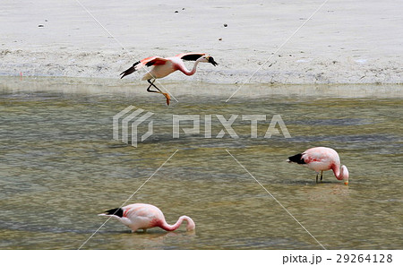アタカマのフラミンゴ 29264128